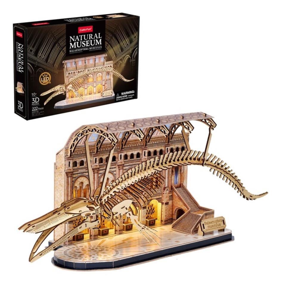 Museo Natural - Ballena Azul